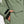 Load image into Gallery viewer, Fairbanks Technical Snow Jacket 23/24