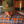 Load image into Gallery viewer, Forester Snapback